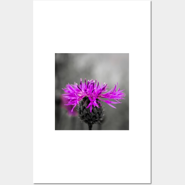 Purple flower over black and white Wall Art by lena-maximova